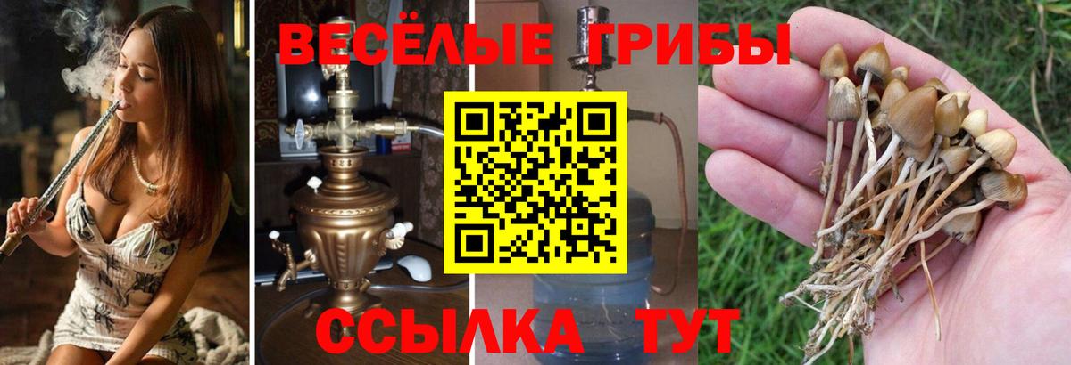 Галлюциногенные грибы Psilocybine cubensis Иваново